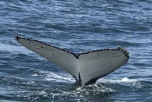 Kapkaupungista: Hermanuksen valaidenkatseluretki veneretkellä