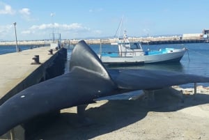 Da Città del Capo: tour di osservazione delle balene Hermanus con trasferimento