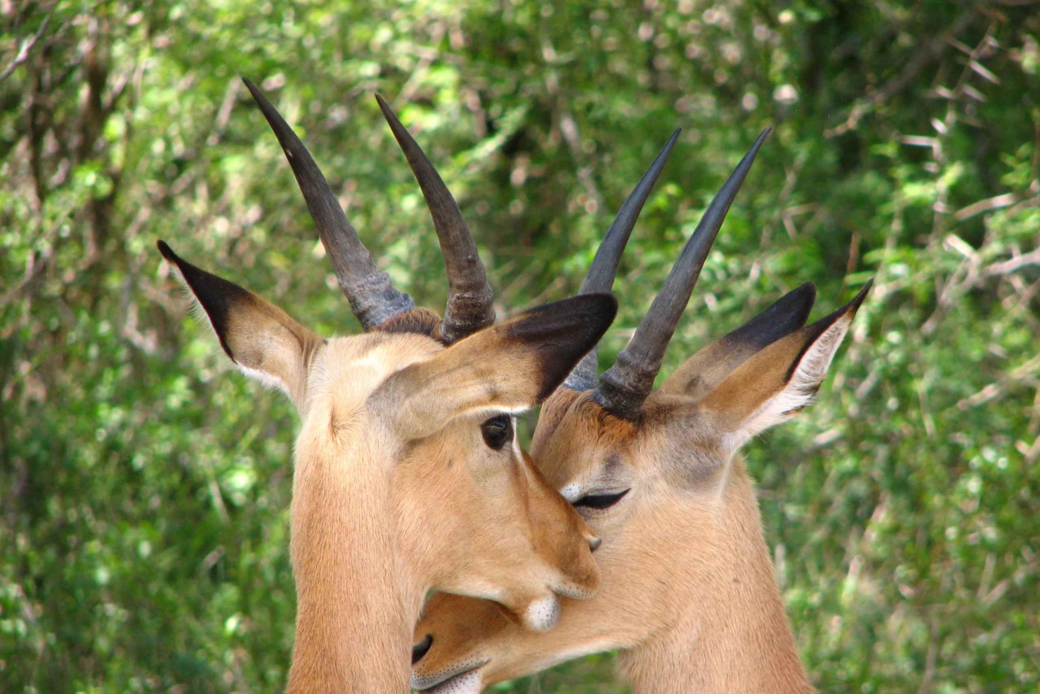 Fra Cape Town: Kruger nasjonalpark 2-dagers safaritur