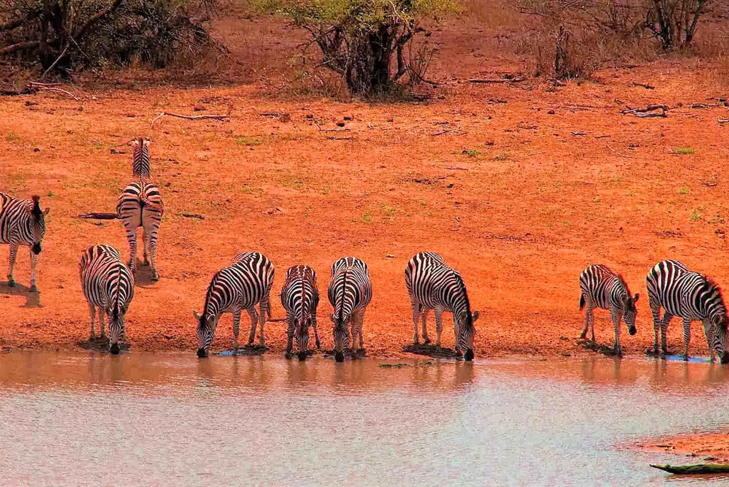 Fra Cape Town: Kruger nasjonalpark 2-dagers safaritur