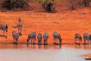 Da Cidade do Cabo: viagem de safári de 2 dias ao Parque Nacional Kruger