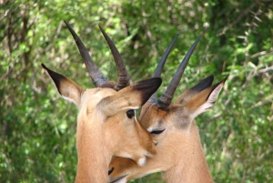 Fra Cape Town: Kruger nasjonalpark 2-dagers safaritur