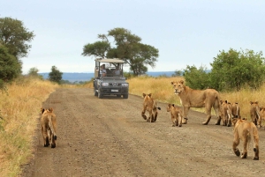 Fra Cape Town: Kruger nasjonalpark 2-dagers safaritur