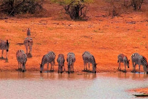 Fra Cape Town: Kruger nasjonalpark 2-dagers safaritur
