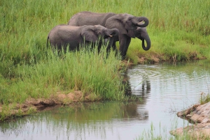 Fra Cape Town: Kruger nasjonalpark 2-dagers safaritur