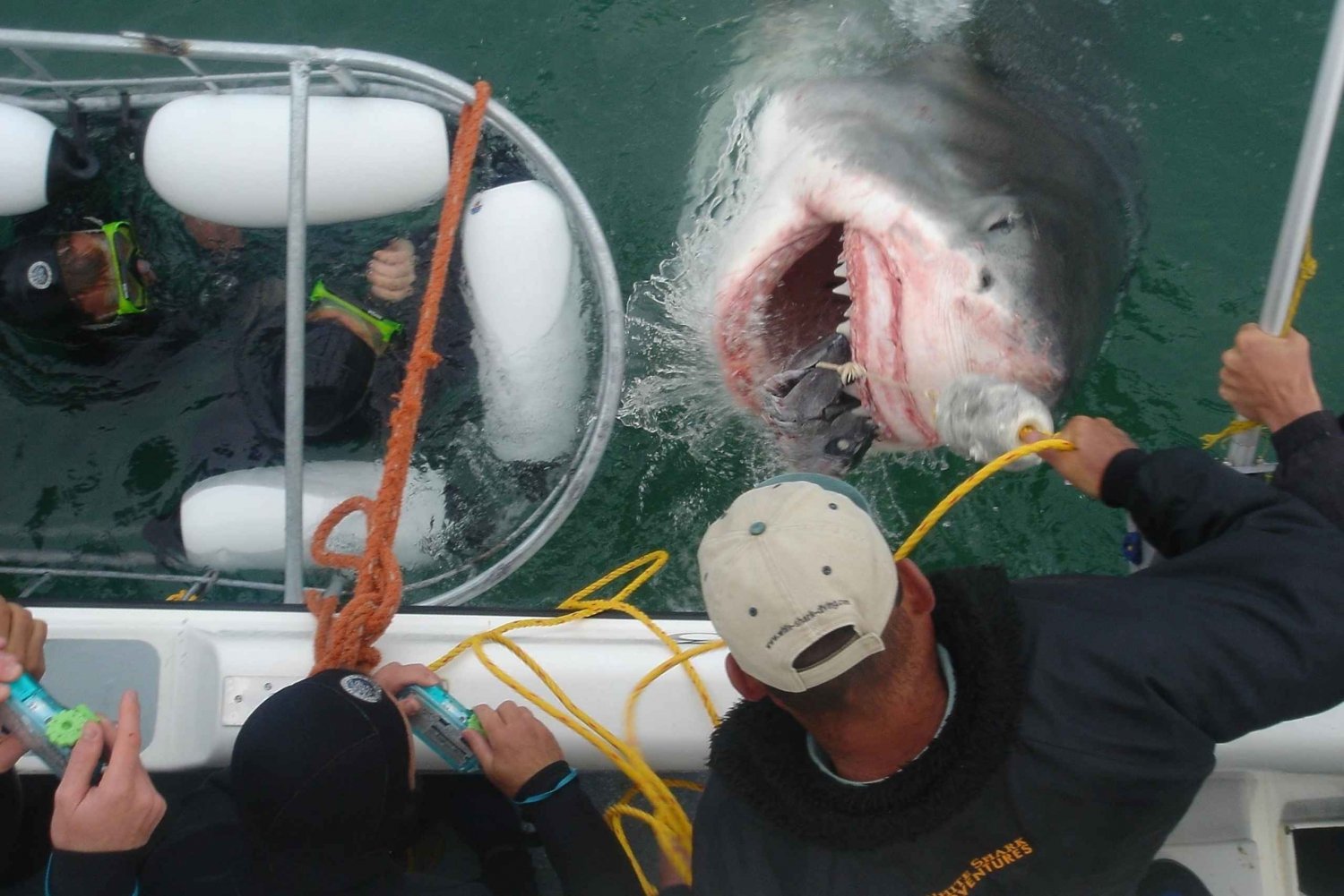 From Cape Town or Hermanus: Shark Cage Dive Boat Cruise