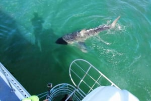 Kapkaupungista tai Hermanusista: Shark Cage Dive Boat Cruise (Haihäkki-sukellusveneristeily)