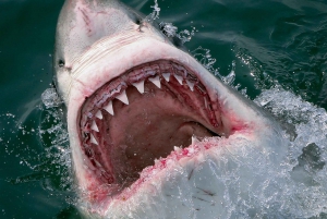 From Cape Town or Hermanus: Shark Cage Dive Boat Cruise