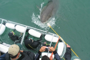 From Cape Town or Hermanus: Shark Cage Dive Boat Cruise