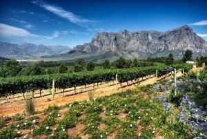Z Kapsztadu: Prywatna wycieczka Cape Winelands
