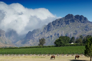 Cape Town: 3 Regions Winelands Tour incl. 3 Estates 15 Wines