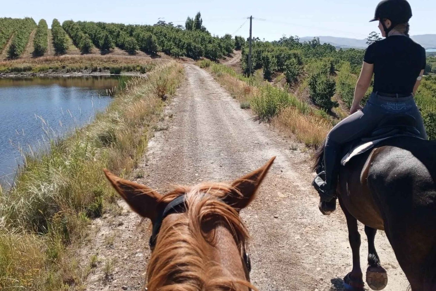 ケープタウン発：プライベート乗馬体験と田園地帯でのブランチをお楽しみください