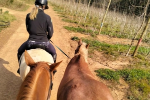 ケープタウン発：プライベート乗馬体験と田園地帯でのブランチをお楽しみください