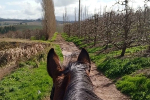 ケープタウン発：プライベート乗馬体験と田園地帯でのブランチをお楽しみください