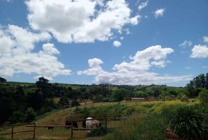 ケープタウン発：プライベート乗馬体験と田園地帯でのブランチをお楽しみください