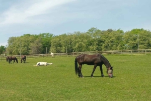 ケープタウン発：プライベート乗馬体験と田園地帯でのブランチをお楽しみください