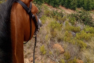ケープタウン発：プライベート乗馬体験と田園地帯でのブランチをお楽しみください