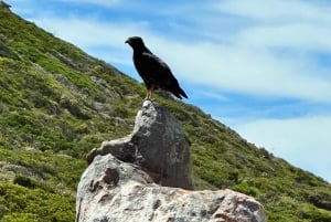 Fra Cape Town: Privat tur til Boulders Beach og Cape Point