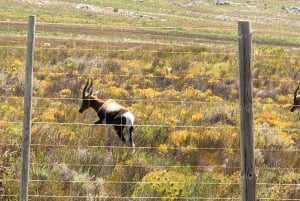 Fra Cape Town: Privat tur til Boulders Beach og Cape Point