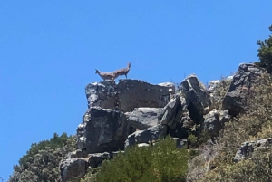 Fra Cape Town: Privat tur til Boulders Beach og Cape Point
