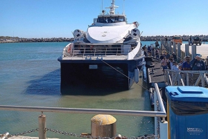 Fra Cape Town: Heldagstur til Robben Island og Table Mountain