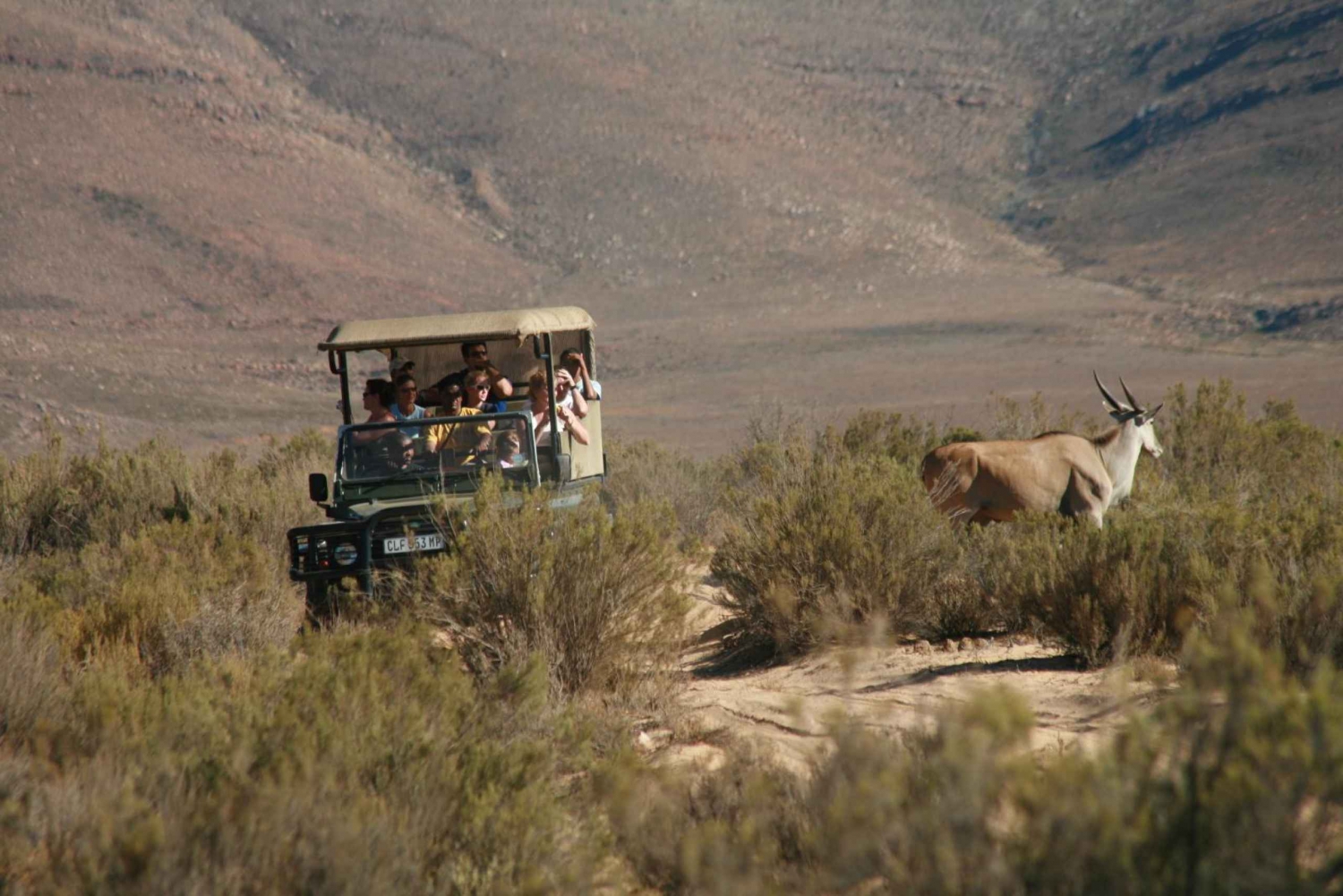 Desde Ciudad del Cabo Viaje de ida y vuelta a Aquila con safari