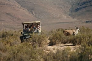 Fra Cape Town: Kjøring i Big Five-viltreservat med lunsj