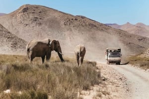 Desde Ciudad del Cabo Viaje de ida y vuelta a Aquila con safari
