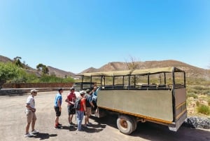 Da Cidade do Cabo: Ida e volta para Aquila com passeio de carro