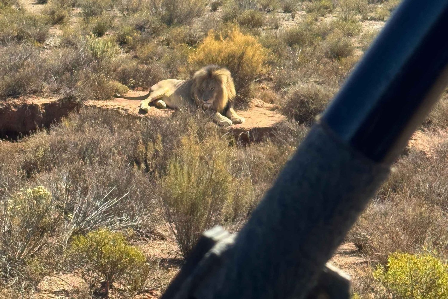 From Cape Town: Safari & Wine Tour