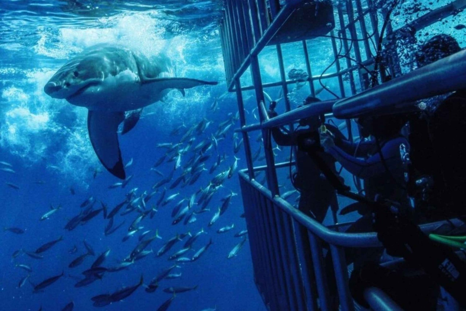 Da Cidade do Cabo: Mergulho em gaiolas de tubarões e passeio com pinguins