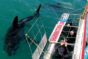 From Cape Town: Shark Cage Diving and Penguin Tour