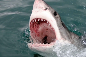 From Cape Town: Shark Cage Diving and Penguin Tour