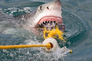 From Cape Town: Shark Cage Diving and Penguin Tour