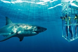 Vanuit Kaapstad: Shark Cage Diving en Penguin Tour