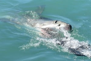 Fra Cape Town: Shark Cage Diving and Penguin Tour