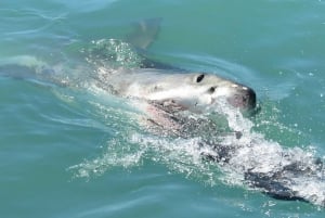 Desde Ciudad del Cabo: Inmersión en jaula de tiburones y excursión con pingüinos