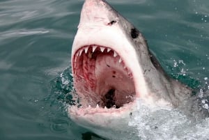 Desde Ciudad del Cabo: Inmersión en jaula de tiburones y excursión con pingüinos
