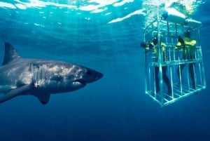 Из Кейптауна: дайвинг в клетке с акулами и тур к пингвинам