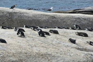 Desde Ciudad del Cabo: Inmersión en jaula de tiburones y excursión con pingüinos