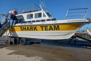 Von Kapstadt: Haikäfigtauchen und Pinguin-Tour