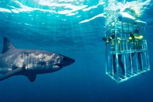 Von Kapstadt: Haikäfigtauchen und Pinguin-Tour