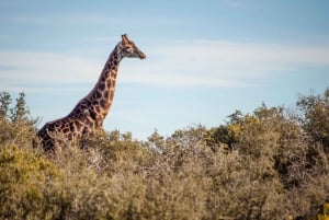 From Cape Town: South African Wildlife Safari 2-Day Tour
