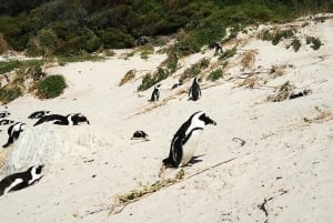 Fra Cape Town/Stellenbosch: Kaphalvøen Privat Dagstur