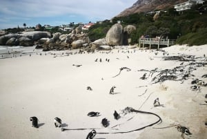 Au départ de Cape Town/Stellenbosch : Excursion privée d'une journée dans la péninsule du Cap