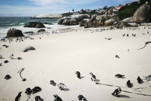 Da Cidade do Cabo/Stellenbosch: Viagem Diurna Privada à Península do Cabo