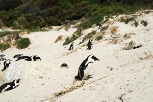 From Cape Town/Stellenbosch: Cape Peninsula Private Day Trip