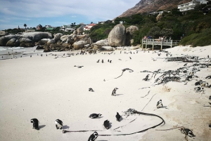 From Cape Town/Stellenbosch: Cape Peninsula Private Day Trip
