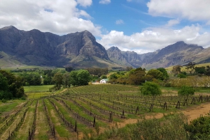 From Cape Town: Stellenbosch Red Wineries with Tastings