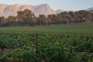 From Cape Town: Stellenbosch Wineries with Tastings